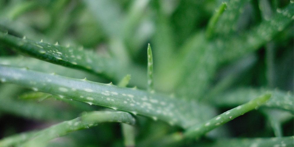 aloe vera winterhart kaufen Aloe Vera kaufen – Mein schöner Garten Shop main image 1